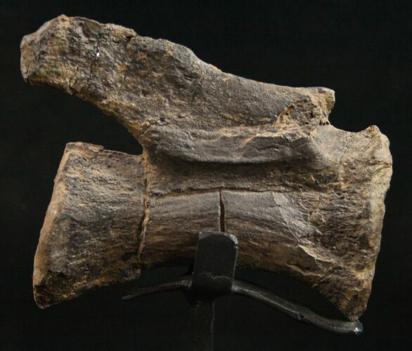 Diplodocus Caudal Vertebra - Dana Quarry #10144